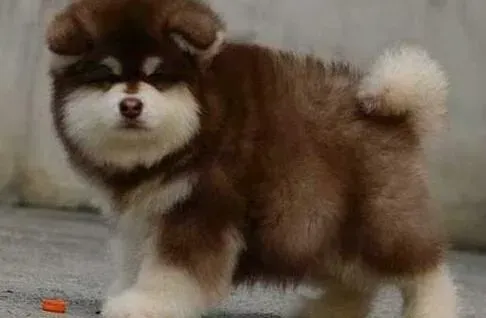 阿拉斯加犬|如何解决阿拉斯加雪橇犬难产的问题