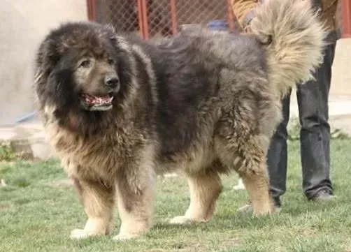 高加索犬|补补更健康 怎样给生病的高加索犬喂食