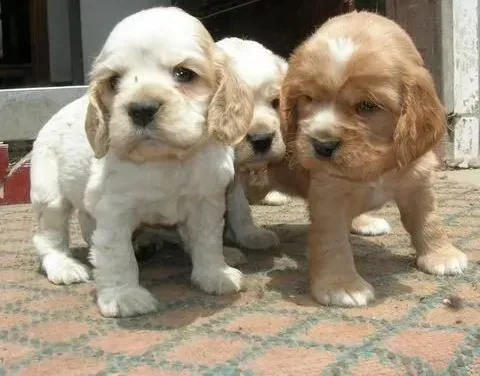 可卡犬|初次饲养可卡犬需要注意的七件事
