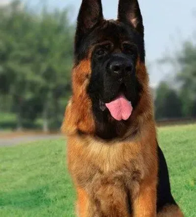 德国牧羊犬|德国牧羊犬吃驱虫片后还能喂它东西吃吗