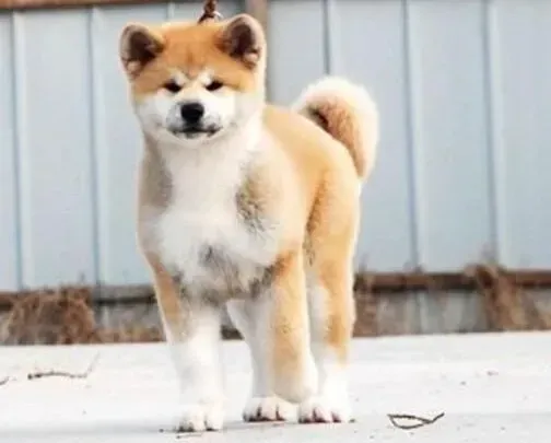 秋田犬|秋田犬口腔及牙齿护理的方法妙招