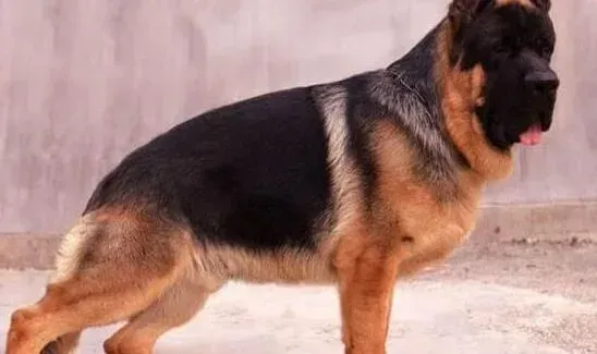 德国牧羊犬|德国牧羊犬摇尾巴有何隐藏的含义