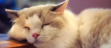 哪里可以买到猫 细数养猫的好处与坏处 | 猫