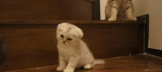 折耳猫遗传病  所以折耳猫都是带遗传病的 | 折耳猫