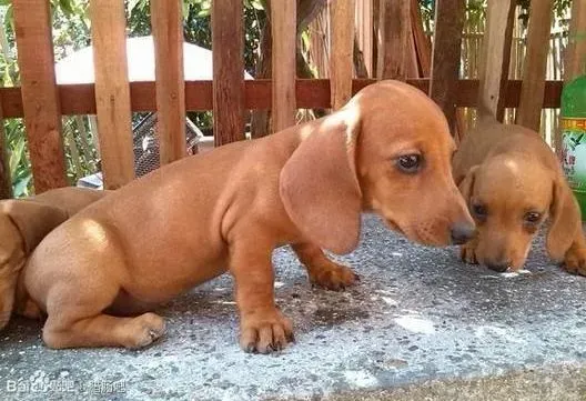 腊肠犬|合理健康的饮食保持腊肠好身材