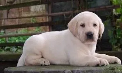 拉布拉多|怎么饲养不到两个月的拉布拉多犬