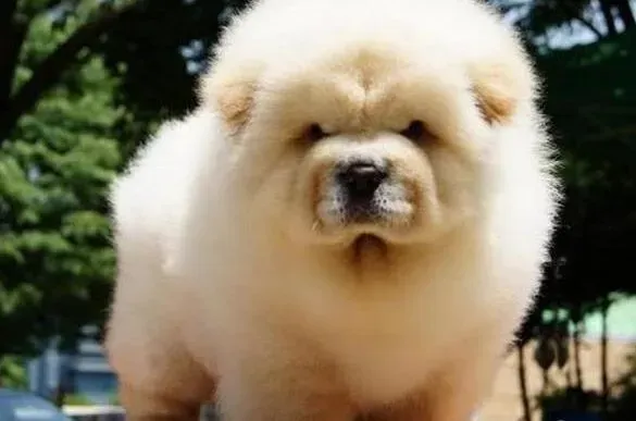 松狮犬|求解 松狮犬为什么在走路的时候一瘸一拐