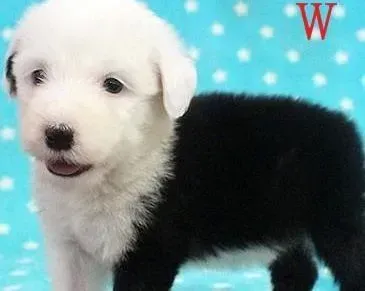 古代牧羊犬|古代牧羊犬最近没精神是出什么问题了