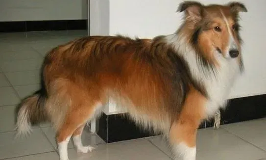 喜乐蒂|喜乐蒂牧羊犬不在狗窝睡觉，如何选择睡觉地点