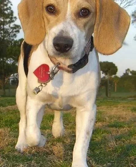 比格犬|饮食禁忌 关于比格犬不能食用的一些食物分析