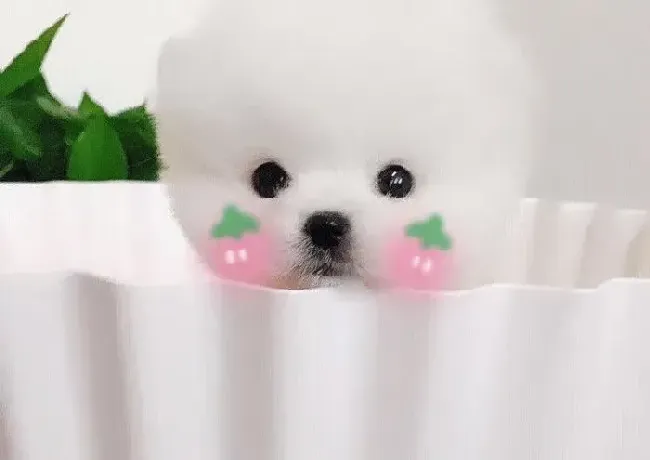 博美犬|将近四个月的博美犬能打疫苗吗