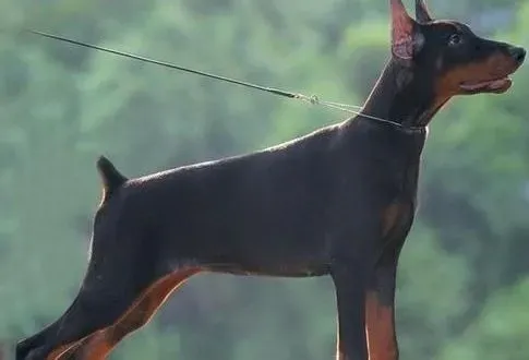 杜宾犬|医生护理 杜宾犬出现感冒的情况时怎么医治