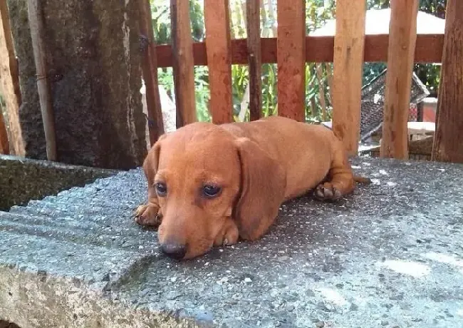 腊肠犬|腊肠犬有严重的泪痕应该怎么去除呢