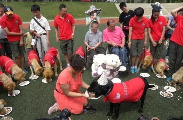 大陆导盲犬珍妮服务8年后退休 陪伴养老的新主人 | 狗