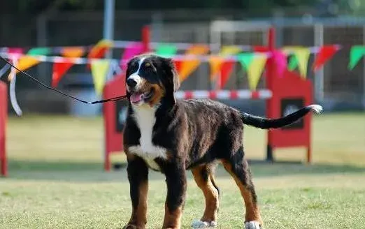 伯恩山犬|环境卫生对伯恩山犬有哪些重要影响