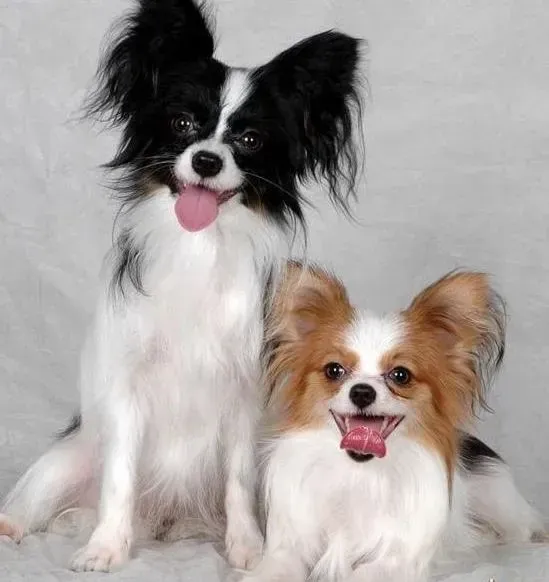 蝴蝶犬|狗瘟后再次养蝴蝶犬须观察几天有没有患上狗瘟呢