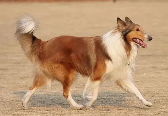 苏格兰牧羊犬|初步教育幼犬 教苏格兰牧羊犬学会四个基本动作