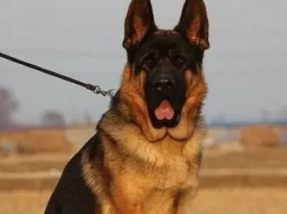 德国牧羊犬|尾巴知“狗”心 德国牧羊犬摇尾巴是表达什么意思