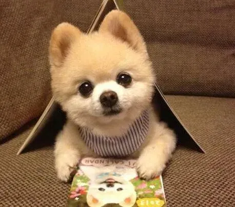 博美犬|如何帮助博美犬退烧