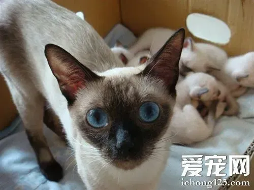 纯种暹罗猫特征 8周大以上的小猫特征明显 | 暹罗猫