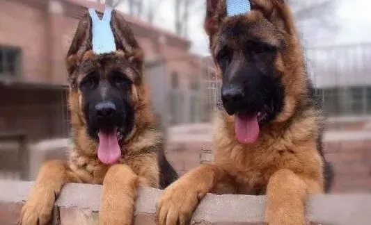 德国牧羊犬|德国牧羊犬胆子小，该怎么训练它