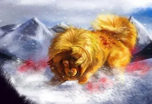 藏獒|预防藏獒幼犬走失的法宝——名牌和狗链