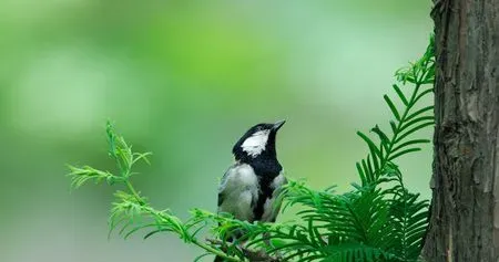百灵鸟生病了怎么办 百灵鸟疾病的预防 | 百灵鸟