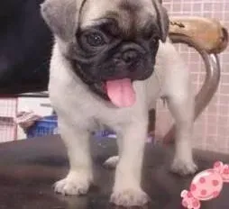 巴哥犬|巴哥犬最近吃的很多，但很瘦是什么毛病