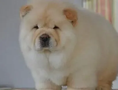 松狮犬|用眼爱眼 松狮犬眼睛健康怎样保护