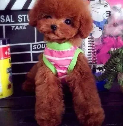 贵宾犬|新生贵宾犬注射疫苗时应注意什么问题