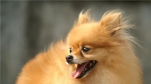 博美犬的优缺点 对人非常的友好没有攻击性 | 博美犬