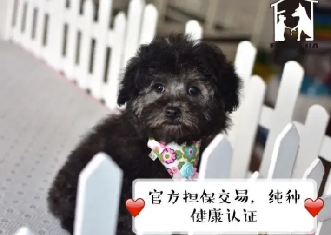 茶杯犬|八个方法让茶杯犬看医生不再恐惧