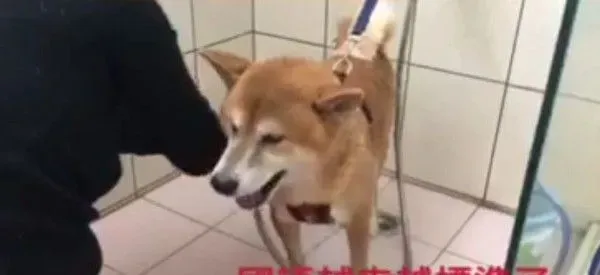 模仿力超强的柴柴，发音标准萌坏网友 | 狗