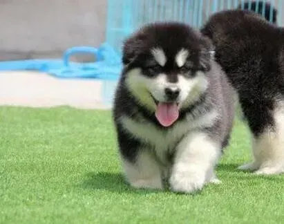 阿拉斯加犬|阿拉斯加犬细小康复了为什么还会呕吐