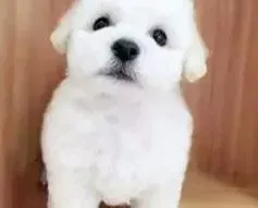 比熊犬|我家比熊犬患上皮炎很痒应该怎样治疗