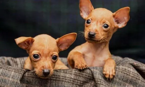 小鹿犬|小鹿犬幼犬多大可以吃干饲料