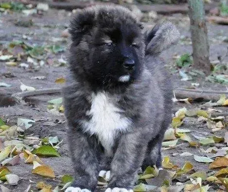 高加索犬|高加索犬适合吃什么狗粮，求推荐