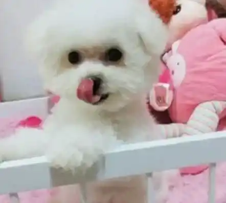 比熊犬|我家比熊犬的尾巴和耳朵均有脱毛症状是怎么了