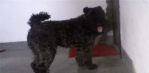 凯利蓝梗如何美容 凯利蓝梗毛发美容注意事项 | 凯利蓝梗
