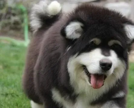 阿拉斯加犬|阿拉斯加雪橇犬各种常见疾病的预防措施
