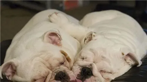 英国斗牛犬饲养方法 每天定时喂养英国斗牛犬 | 英国斗牛犬