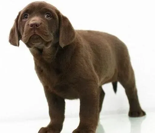 拉布拉多|拉布拉多犬后腿站不起来了怎么办