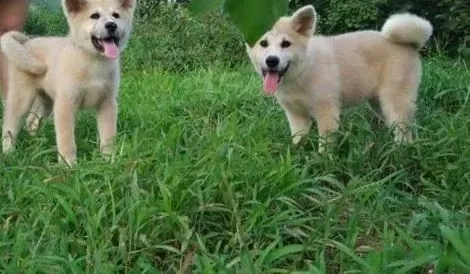 秋田犬|秋田犬骨折的治疗办法