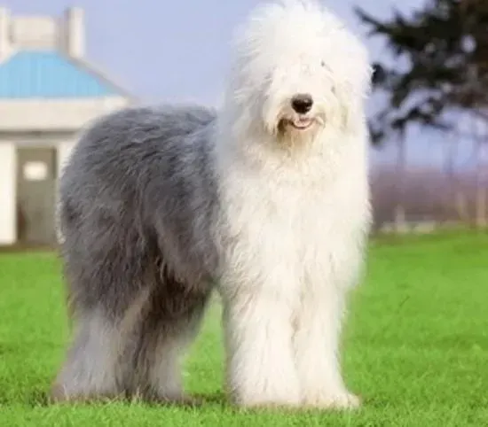 古代牧羊犬|古代牧羊犬身上有皮屑和红痘痘是皮肤病吗