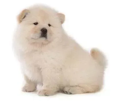 松狮犬|松狮犬连续拉稀三天了，一点东西也不吃怎么办