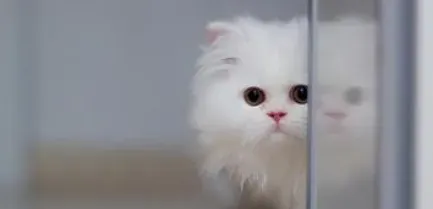 猫有几种颜色 详解猫的浸渍毛色系 | 猫