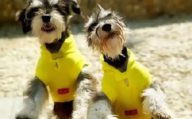 雪纳瑞|雪纳瑞幼犬健康科学的养护管理方法