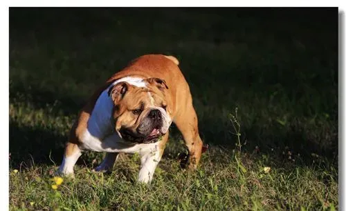 英国斗牛犬的饲养方法 性情平静温和 | 英国斗牛犬