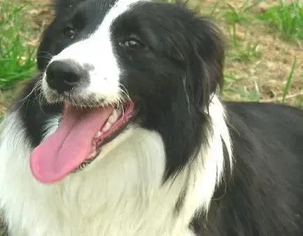 边境牧羊犬|护理有绝招 怎样护理边境牧羊犬的毛发才是最科学的