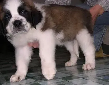 圣伯纳犬|了解圣伯纳犬生病的十大特征